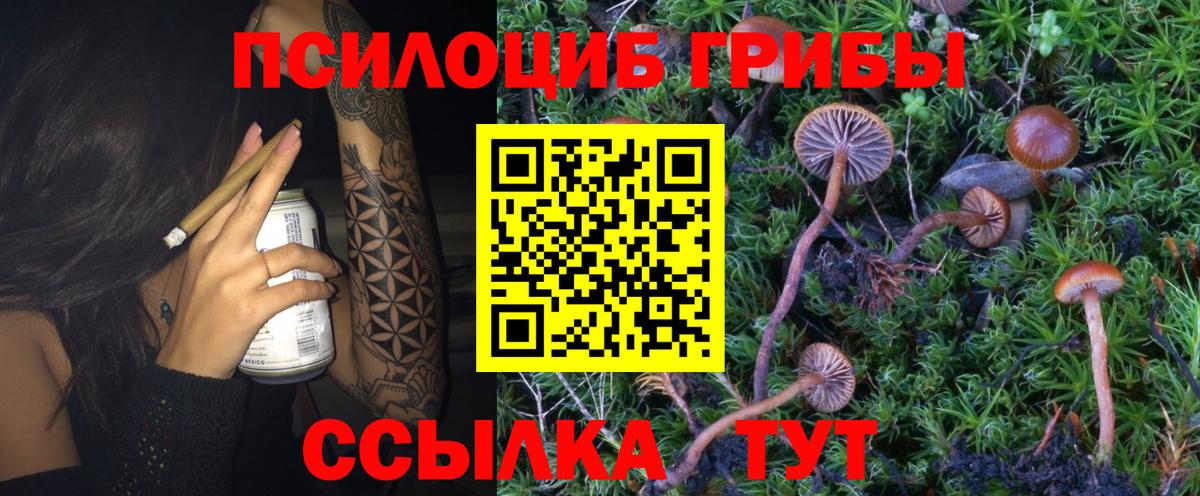 Псилоцибиновые грибы Cubensis Балахна